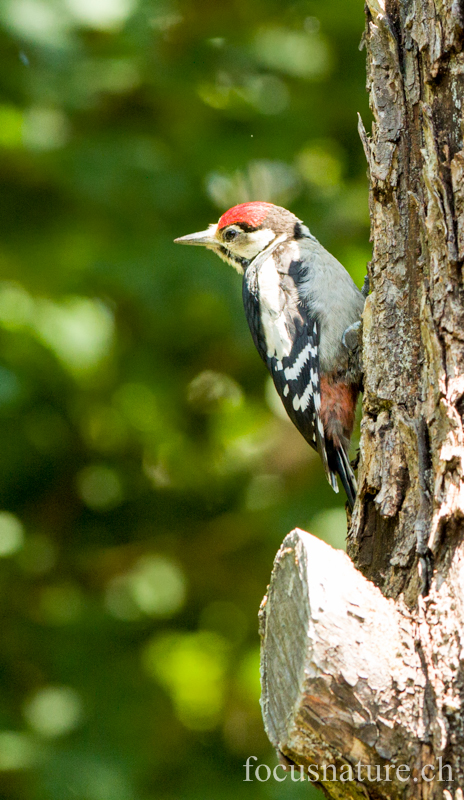 Pic epeiche 4571.jpg - Pic épeiche, Dendrocopos major, Great Spotted Woodpecker juvénile, reconnaissable à sa calotte rouge (Ermitage, Genève, Suisse, juillet 2012)